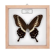 Motyl w gablotce Papilio lorimieri