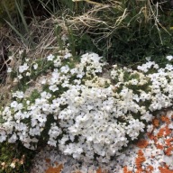 'Floks Douglasa 'White Admiral' P12'