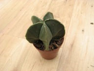 Kaktus Astrophytun myriostigma