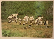 TATRY ZACHODNIE - POLANA JAWORZYNKA. Taniec zbójnicki na Polanie Jaworzynka