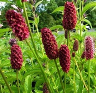 Krwiściąg lekarski Sanguisorba nasiona 50szt **