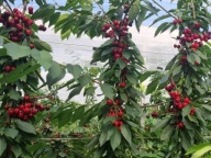 Czereśnia Kolumnowa Wczesna – duże, soczyste owoce, deserowa