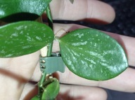 Hoya Hoja IR26 cięta