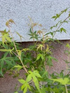 Klon palmowy 'Katsura' acer palmatum sadzonka C2
