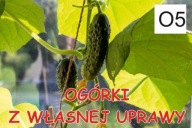 BANER PLANDEKA SPRZEDAŻ OGÓRKÓW OGÓRKI 100x50 O5