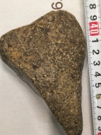 Skamieniałe koralowce algi glony agaty muszlowe