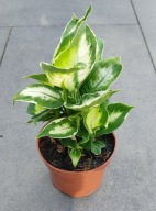 Dieffenbachia Difenbachia Cool Beauty SADZONKA 60 cm