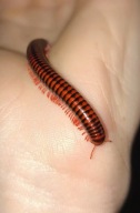 Centrobolus fulgidus wij