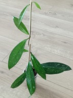 Hoya Hoja PUBICALYX SILVER SPLASH ukorzeniona