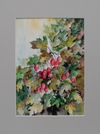 Akwarela pt. Gałązka głogu