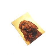 Pocztówka PRL Maltańczyk fot. A. Chmielewski spoza obiegu KAW