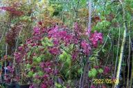 Jabłoń kaskada rajska szczepiona mini taras inna