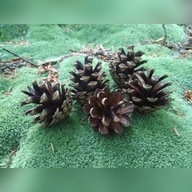 Szyszki sosnowe małe miniaturki 100szt