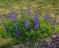 BAPTYSJA BŁĘKITNA długowieczna NA SUCHE STANOWISKA false indygo sadzonki