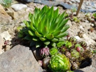 Zestaw roślin na skalniak 100 sztuk mix gatunków