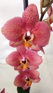 PHALENOPSIS storczyk toulon 1