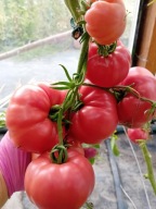 Pomidor Stara Babcina Malinówka nasiona kolekcjonerskie