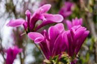 Magnolia 'Susan' C3 40cm