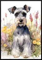 A2 59,4x42 PLAKAT OBRAZ AKWARELA, PIES RASA SZNAUCER MINIATUROWY 7