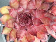 Rojnik 269 CONGO ciemny zwłaszcza z brzegu liści