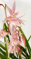storczyk cymbidium wielopędowe Sa Mo Ijn