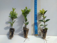 BUKSZPAN wieczniezielony ŻYWOPŁOT kup 1 otrzymasz 3 sztuki !!!