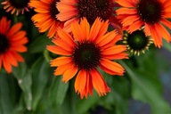 Jeżówka purpurowa "PEARL ORANGE IMP." Echinacea sadzonka