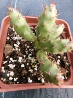 Mrozoodporna Opuntia fragilis OPLOCARPA o wałeczkowatym kształcie