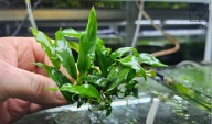 Anubias Minima Variegata kolekcja fibell