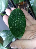 Hoya Hoja sp. EPC-301 BLACK LEAVES cięta