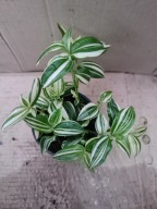 trzykrotka yellow hill M