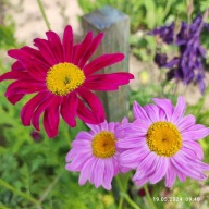 Złocień różowy, mix kolory - 100 nasion