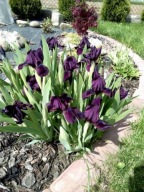 Irys karłowy niski(kosaciec)