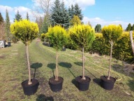 Cyprysik ciety w kulę na pniu (grupa 4 szuk)