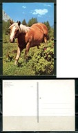 K24719)Karta Zwierzecia: Kon Haflinger