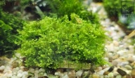 Electric Moss perełka dla kolekcjonerów od fibell