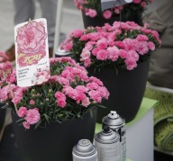 Goździk Dianthus I Love U