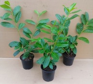 Laurowiśnia NOVITA DONICZKA KAŻDA ROZKRZEWIONA