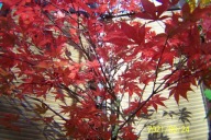 klon czerwony palmowy SM szczepiony krzewiasty inny