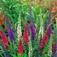 Przetacznik kłosowy MIX kolor sadzonka w pojemniku