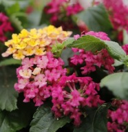 Lantana Camara Evita Magenta CYTRYNOWY ZAPACH