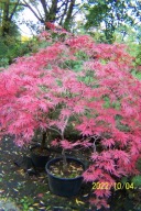 Klon dissectum Haini czerwony japoński okaz XL palmowy inny