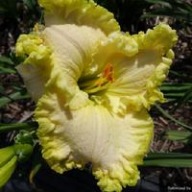 Liliowiec Wedding Dancer'