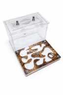 Formikarium akrylowe do hodowli mrówek , Mrówcza farm,ants farm Strong ants