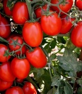 Pomidor gruntowy Galilea 10szt Nasiona Holenderskie