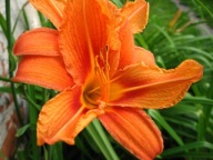 Liliowiec pomarańczowy Hemerocallis 7sz!