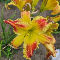 Liliowiec Outer Limits