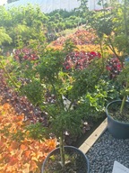 Klon palmowy SHISHIGASHIRA -DUŻA sadzonka SZCZEPIONY doniczka 10 l 70-90 cm