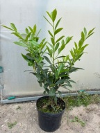 Laurowiśnia wschodnia 'Caucasica' 70 cm - doniczka 5L- ZIMOZIELONA