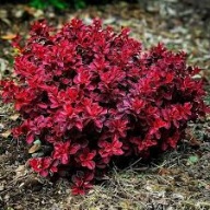 MINIATUROWY BERBERYS CZERWONY